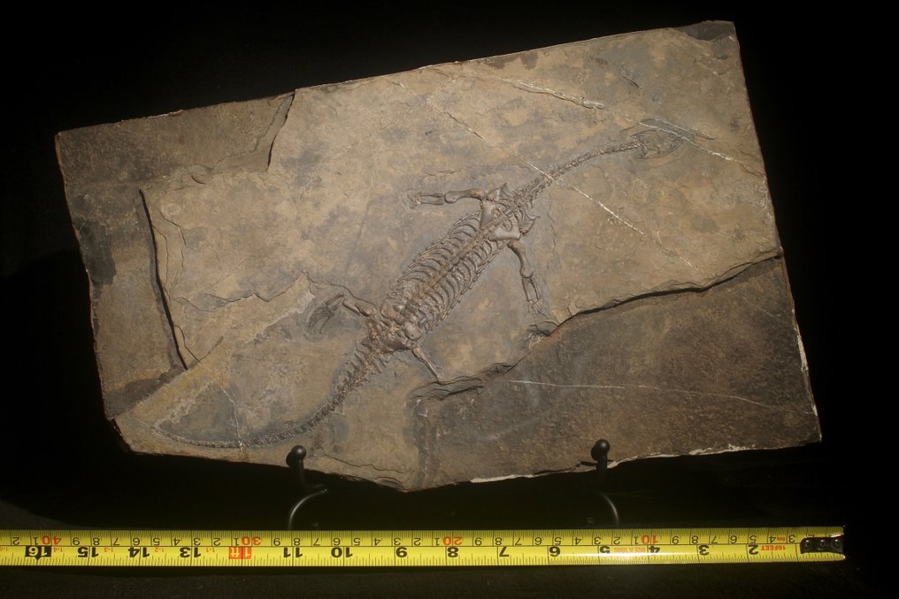 Reptil marino - Animal fosilizado - Diandongosaurus - 40 cm - 21 cm #1.1