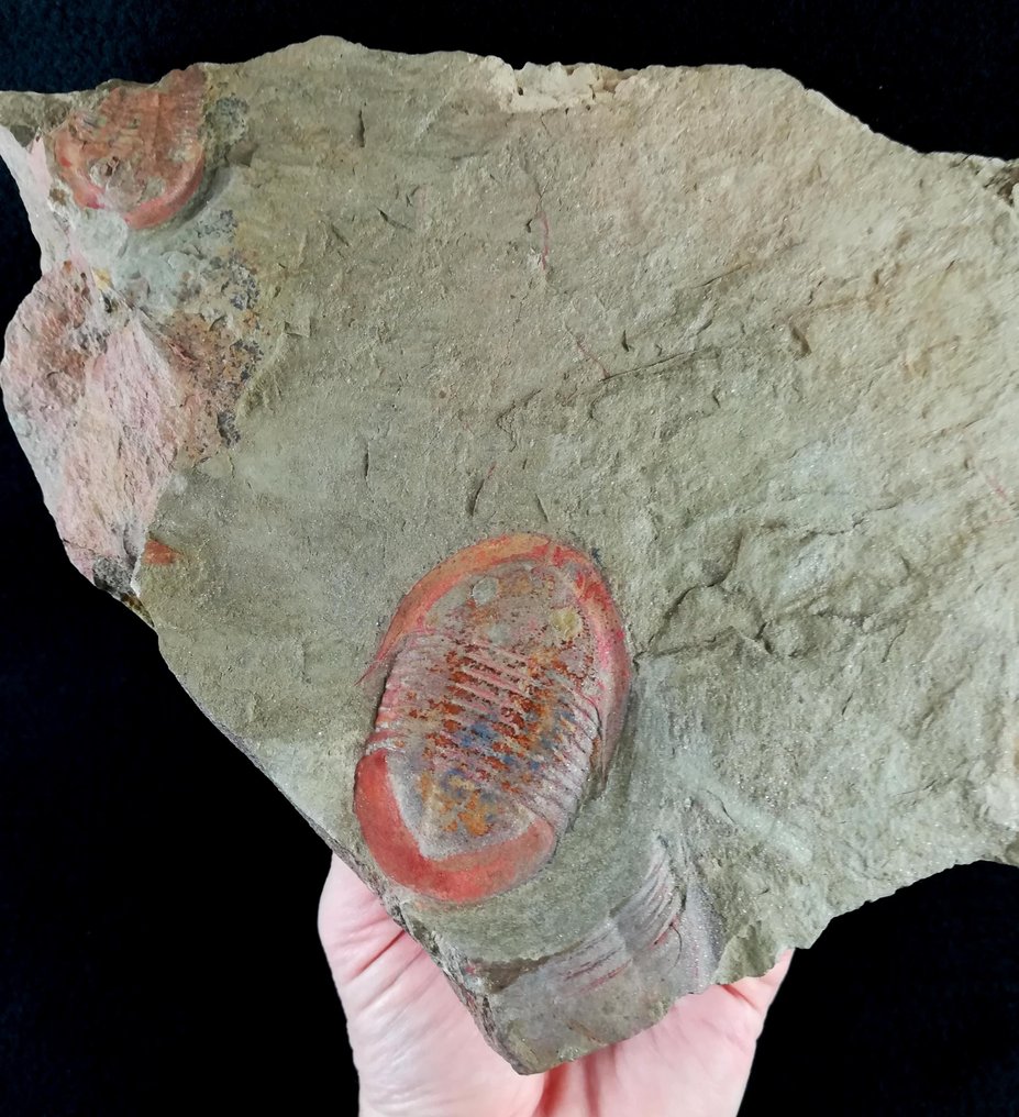 Trilobiet - Gefossiliseerd dier - Asaphellus fezouataensis (Vidal, 1998) - 24 cm - 20 cm #1.1