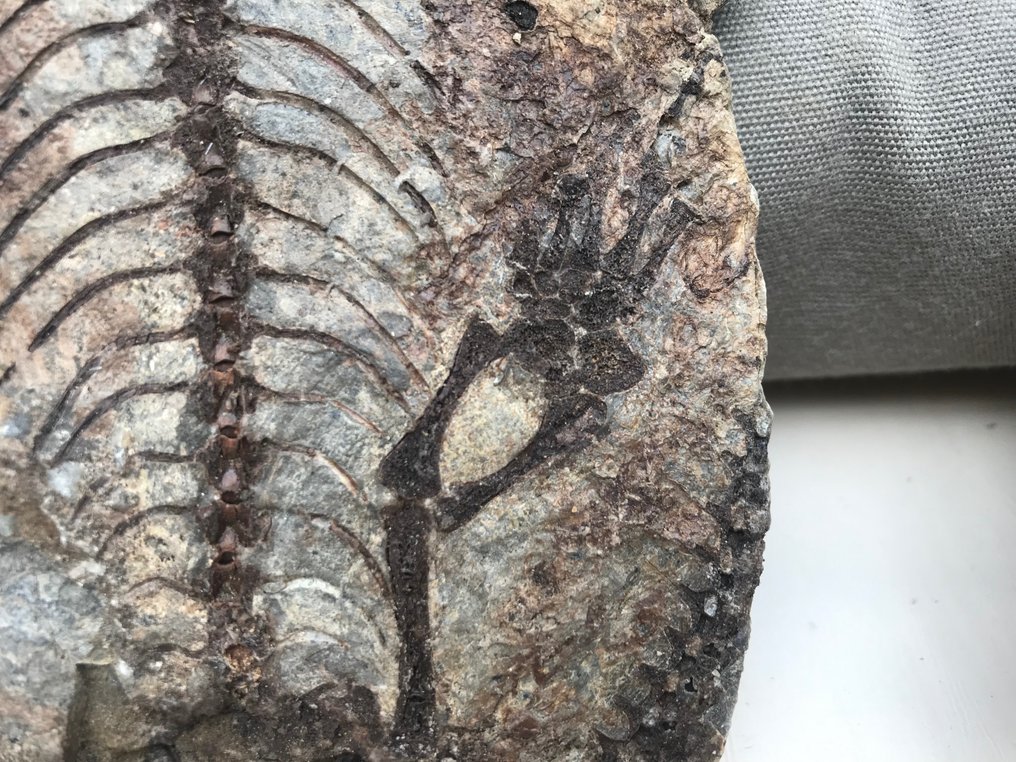恐龍 - Fossil matrix - Barasaurus - 17 cm - 8 cm #2.2