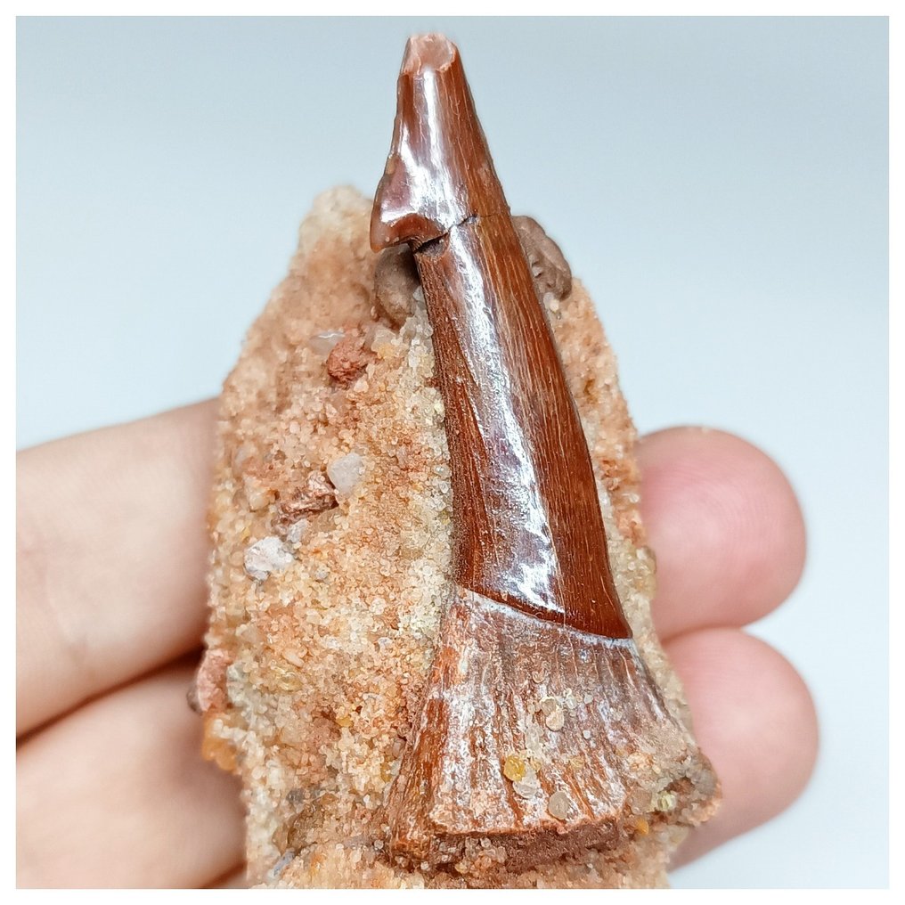 Huge Red Onchopristis numidus Cretaceous Sawfish Rostral Tooth in Natural Matrix - Fossil tooth #1.1