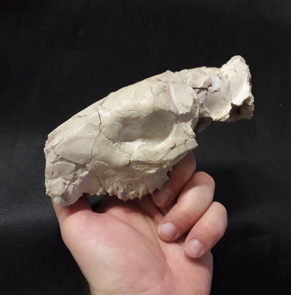 craniu - Craniu fosilă - Oreodont Merycoidon gracilis #2.1