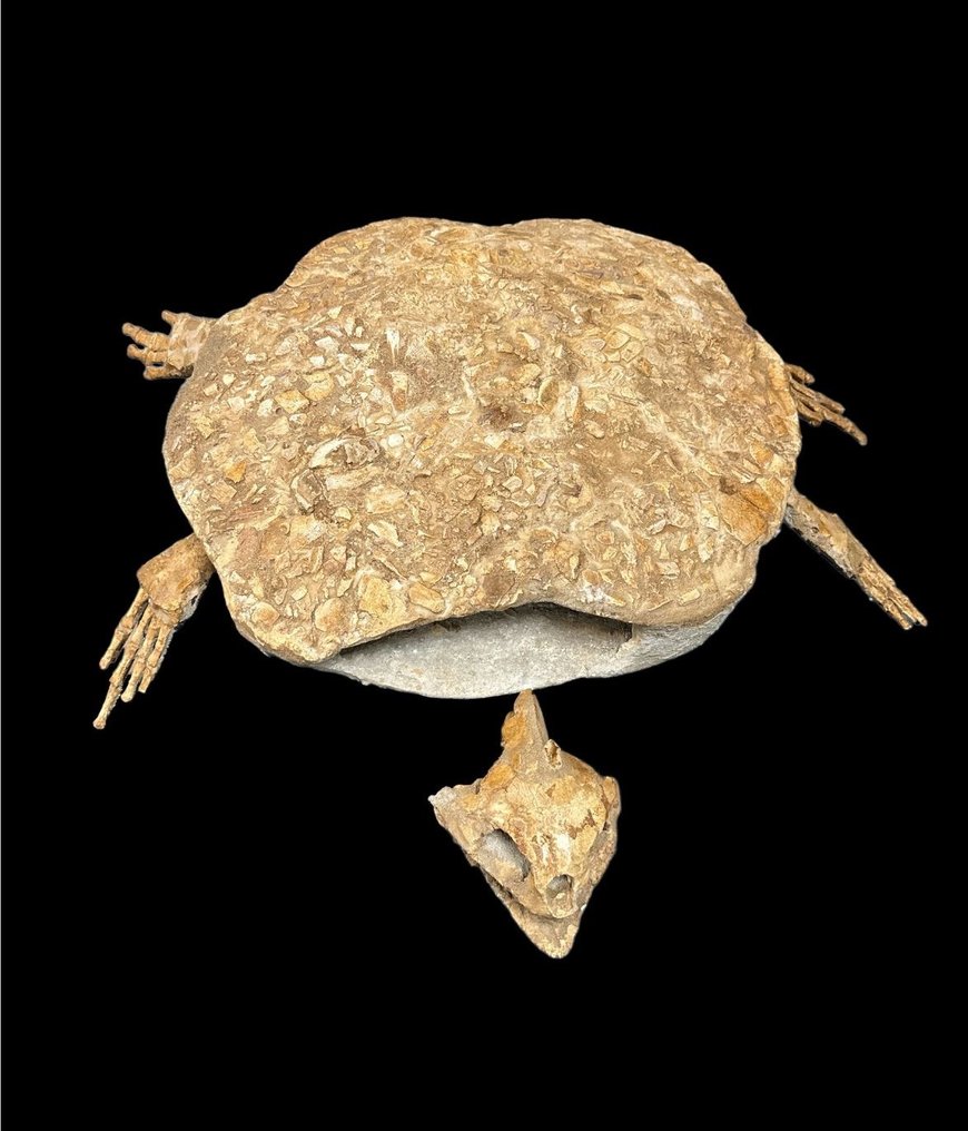 海龜 - 動物化石 - Tortuga Marina - 67 cm - 100 cm #2.1