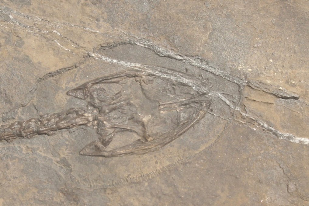 Reptil marino - Animal fosilizado - Diandongosaurus - 40 cm - 21 cm #3.1