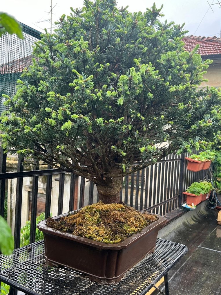 Bonsai pino (Pinus) - Altezza (albero): 120 cm - Profondità (albero): 100 cm - Giappone #1.2