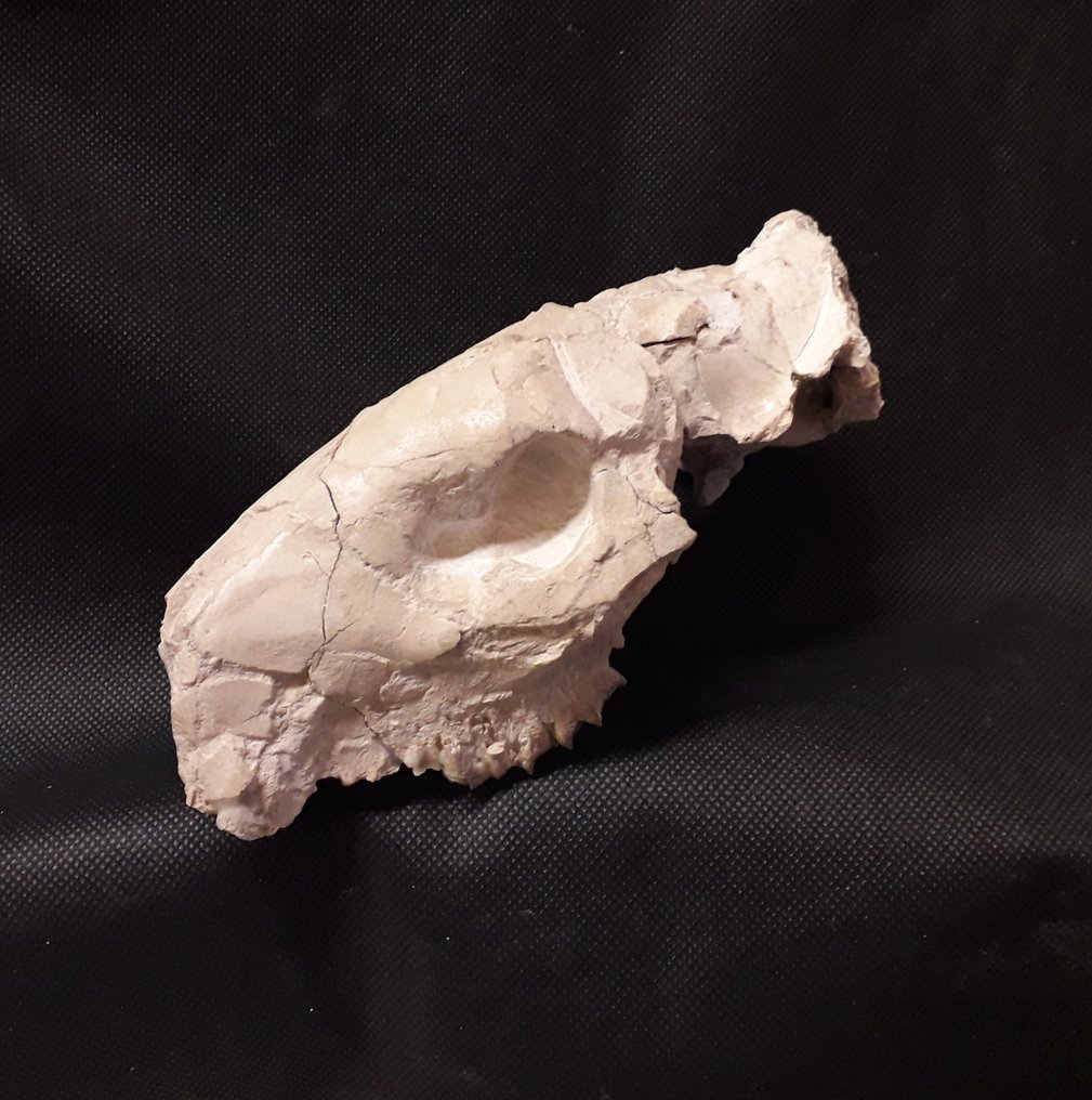craniu - Craniu fosilă - Oreodont Merycoidon gracilis #2.2