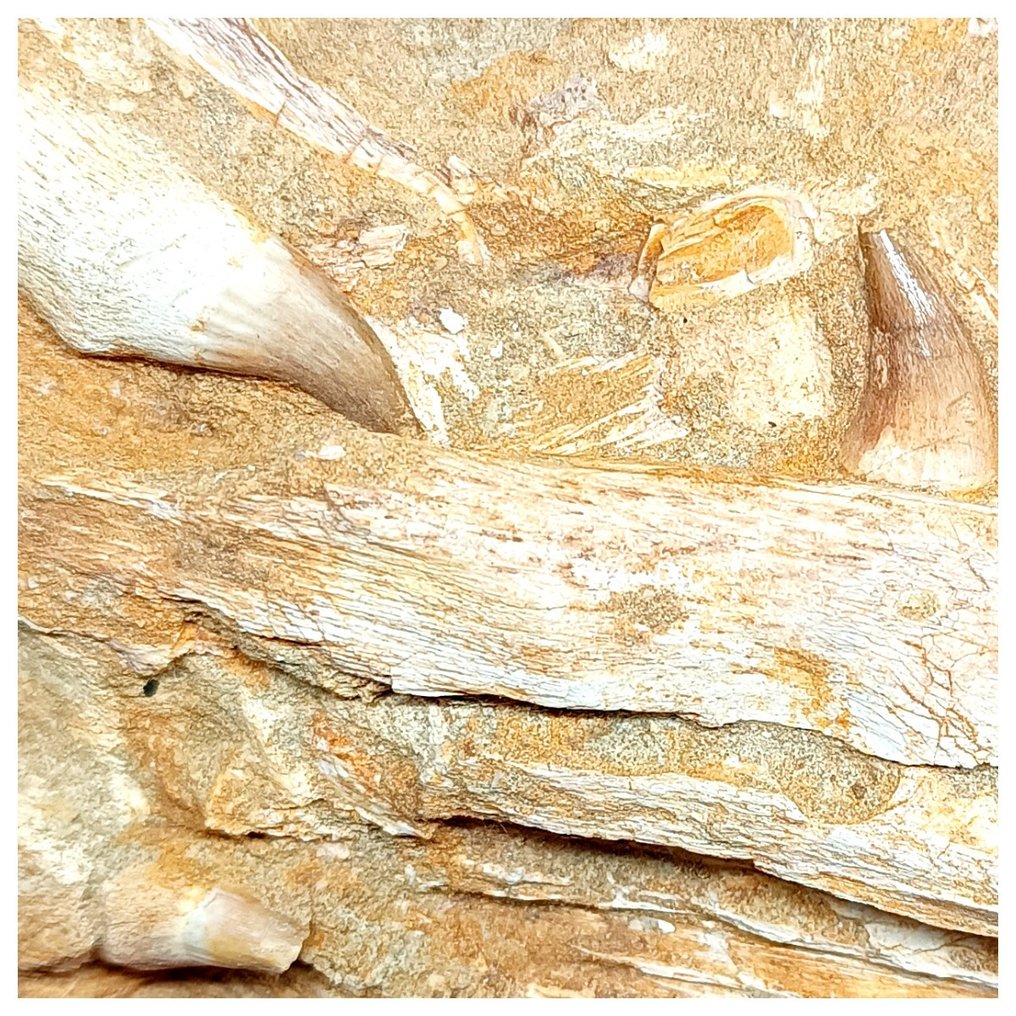 Gut erhaltener Teiloberkiefer eines Mosasauriers vom Typ Halisaurus arambourgii in Matrix - Fossile Zähne  (Ohne Mindestpreis) #1.2