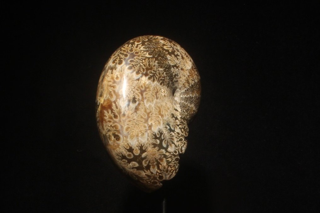 Ammonite - Animale fossilizzato - Phylloceras - 20 cm - 6 cm #2.1