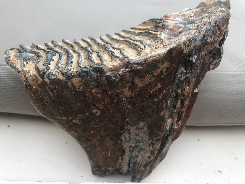 真猛瑪象 - 牙齒化石 - 15 cm - 15 cm #1.1