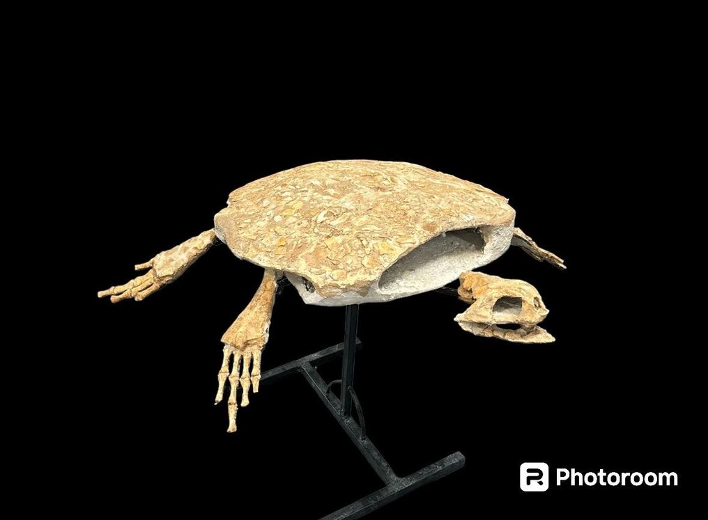海龜 - 動物化石 - Tortuga Marina - 67 cm - 100 cm #1.1
