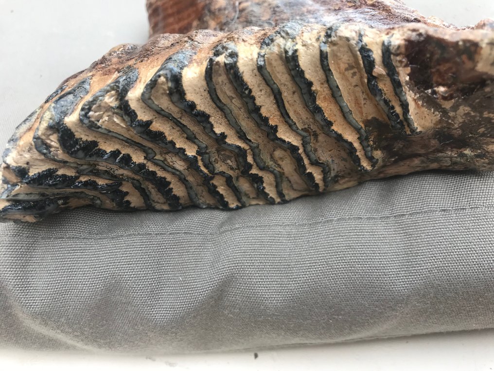 Uldhåret mammut - Fossil tand - 15 cm - 15 cm #3.2