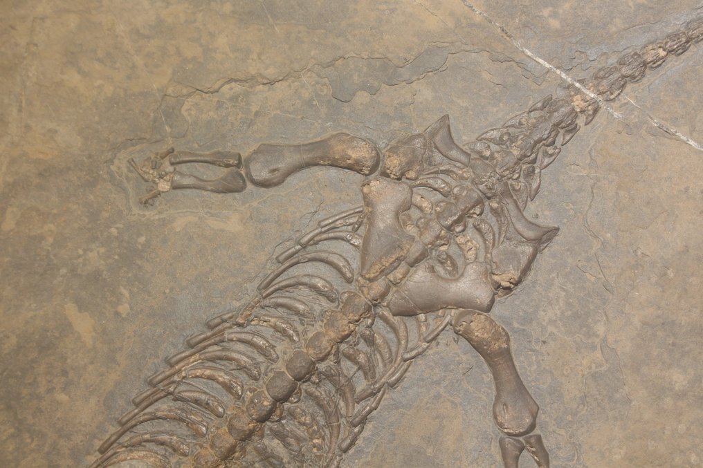 Tengeri hüllő - Fosszilizálódott állat - Diandongosaurus - 40 cm - 21 cm #2.2