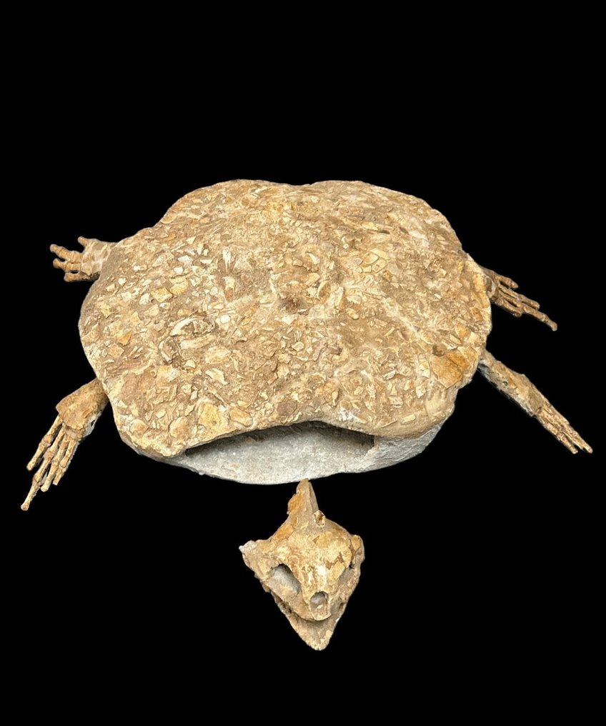 海龜 - 動物化石 - Tortuga Marina - 67 cm - 100 cm #2.2
