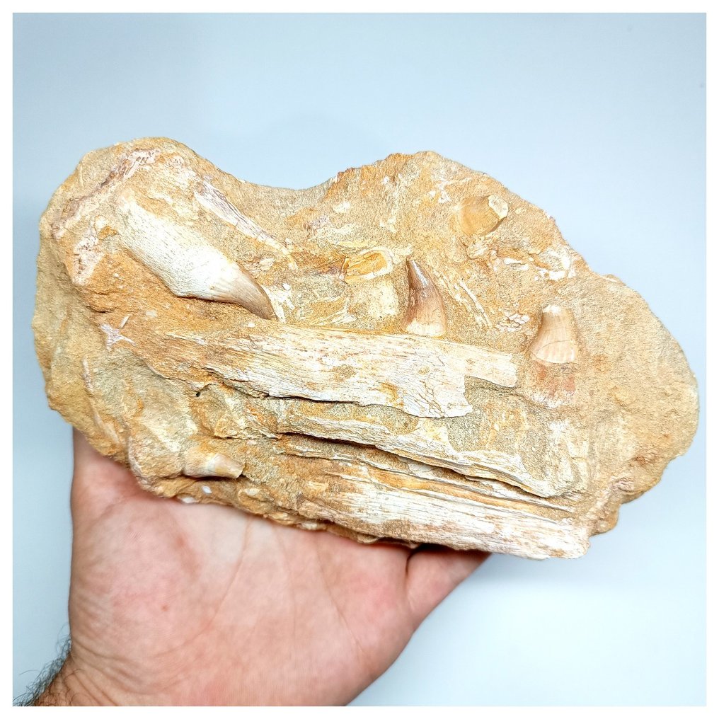 Gut erhaltener Teiloberkiefer eines Mosasauriers vom Typ Halisaurus arambourgii in Matrix - Fossile Zähne  (Ohne Mindestpreis) #1.1