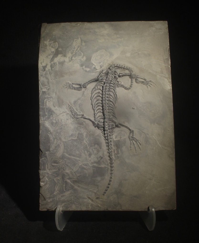 Rettile marino - Animale fossilizzato - Keichousaurus - 29 cm - 17 cm #2.1
