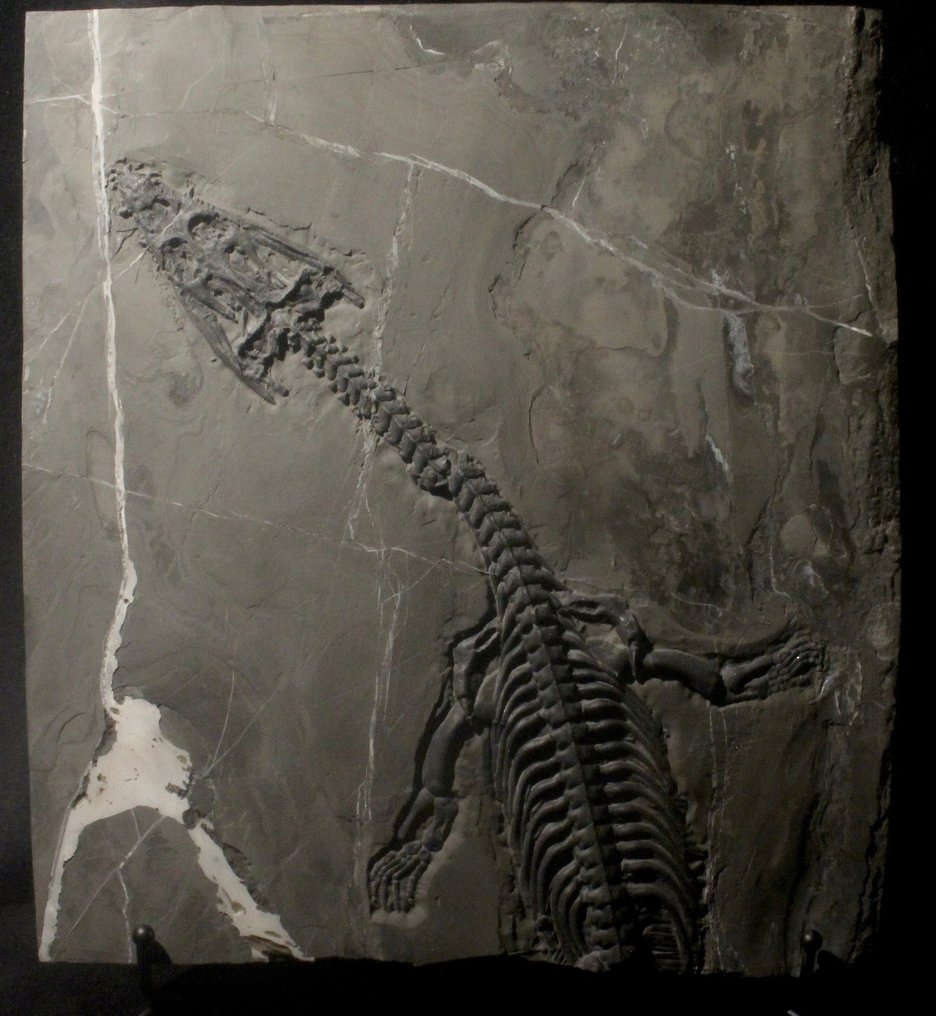 Marin reptil - Fossiliserat djur - Nothosaurus - 39 cm - 28 cm #2.1