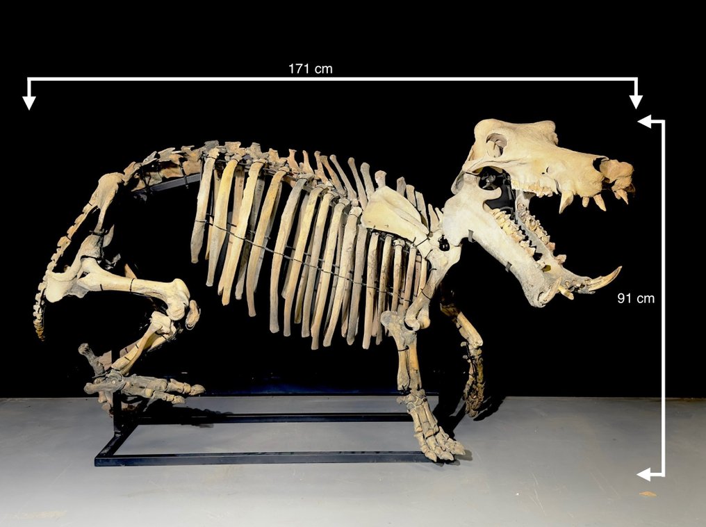 Nijlpaard - Fossiel skelet - Hippopotamus lemerlei - 171 cm - 91 cm #1.1