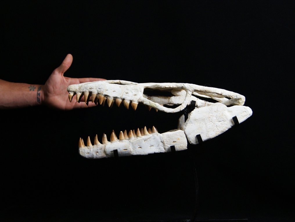 Enorme cranio di Mosasaurus Anceps - Cranio fossile - Mosasaurus Anceps - 43 cm #1.1