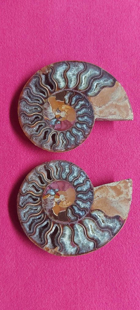 Conch Skjell - Nautilus fossile #1.1