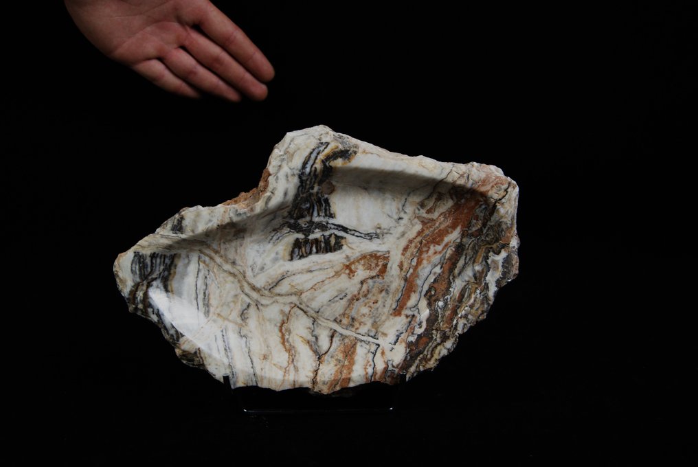 skamieniała miska - Fragment skamieniałości - 29 cm #2.1