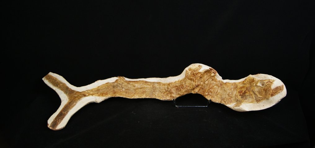 Kæmpe fisk på mere end 85 cm komplet - Fossilt skelet - 85 cm #3.1