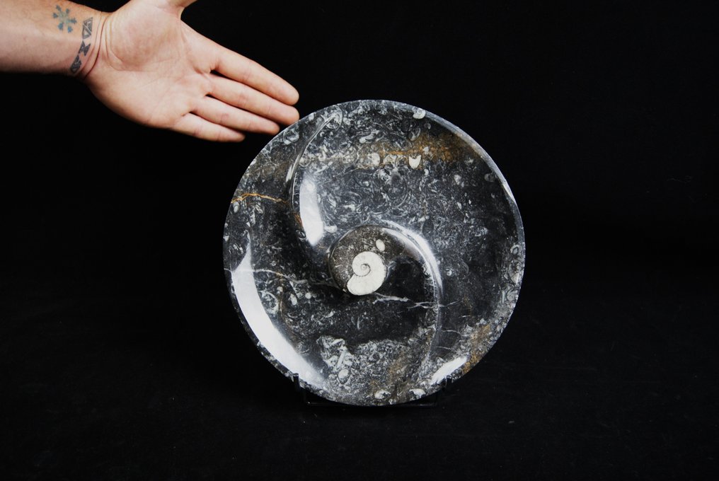 Goniatites lemez - Fosszilis töredék - 25 cm - 25 cm #3.1