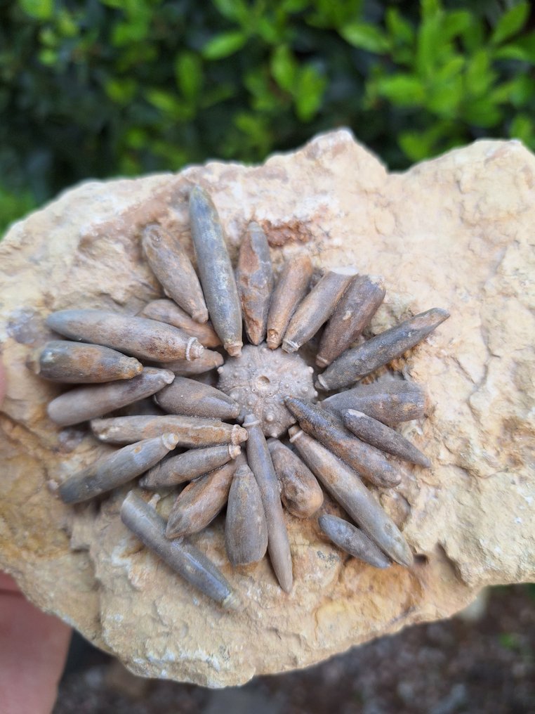Sea Urchin - Fossilised animal - Asterocidaris bistriata #1.1