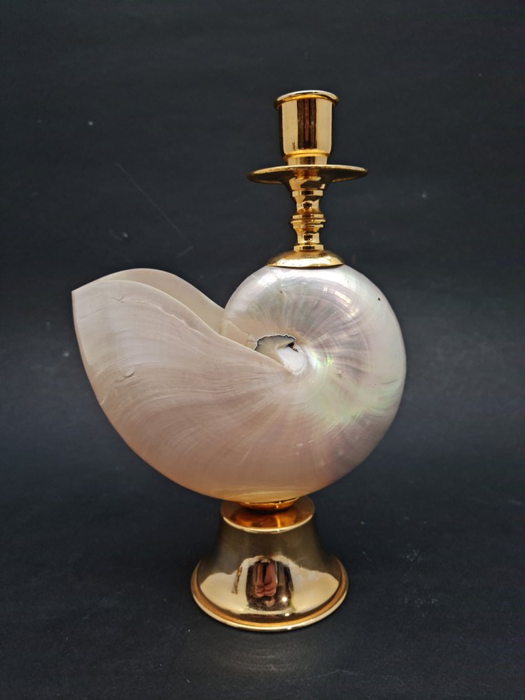 鹦鹉螺杯 - Chambered Nautilus specimens on custom pedestals - madreperla #1.0