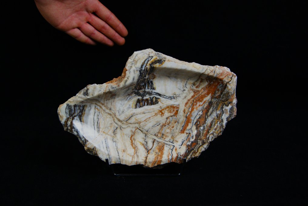 fossil bolle - Fossilt fragment - 29 cm #1.1