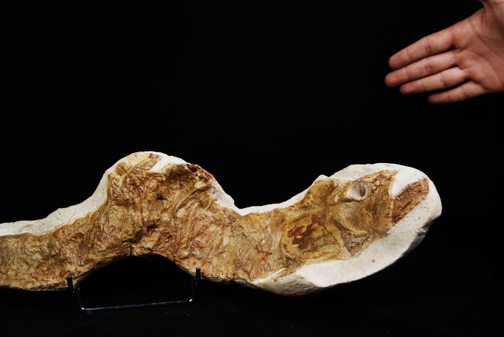 Kæmpe fisk på mere end 85 cm komplet - Fossilt skelet - 85 cm #2.1