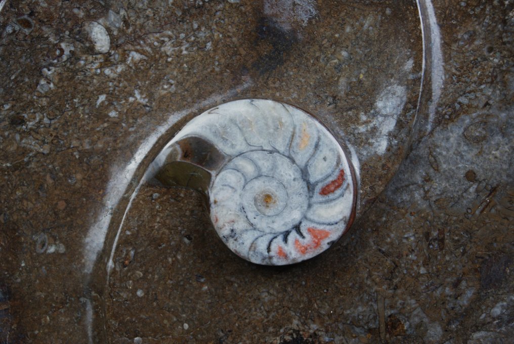 Goniatitterplade - Fossilt fragment - 30 cm - 30 cm #3.1