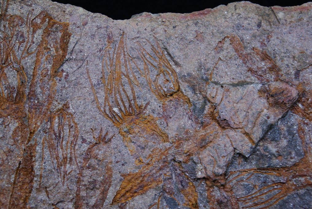 Raro Eocrinoides enorme placa - Planta fosilizada - Eocrinoides  (Sin Precio de Reserva) #2.2