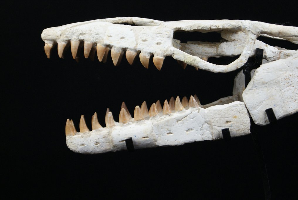 Ogromna czaszka mozazaura Anceps - Skamieniała czaszka - Mosasaurus Anceps - 43 cm #3.2