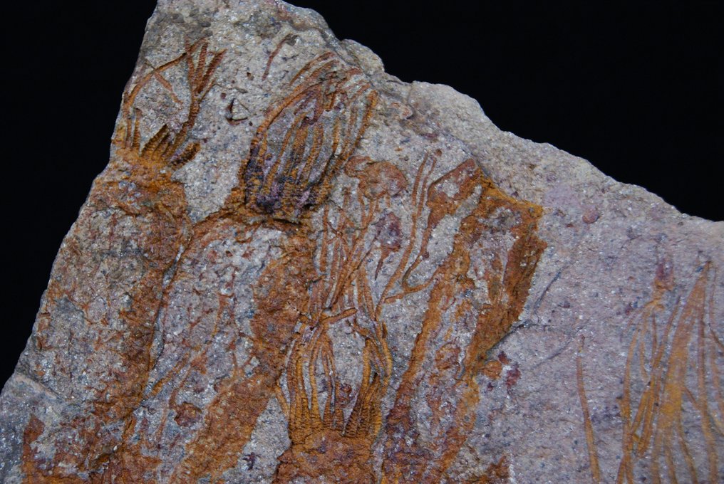 稀有始海百合大盘 - 化石植物 - Eocrinoides  (没有保留价) #2.1