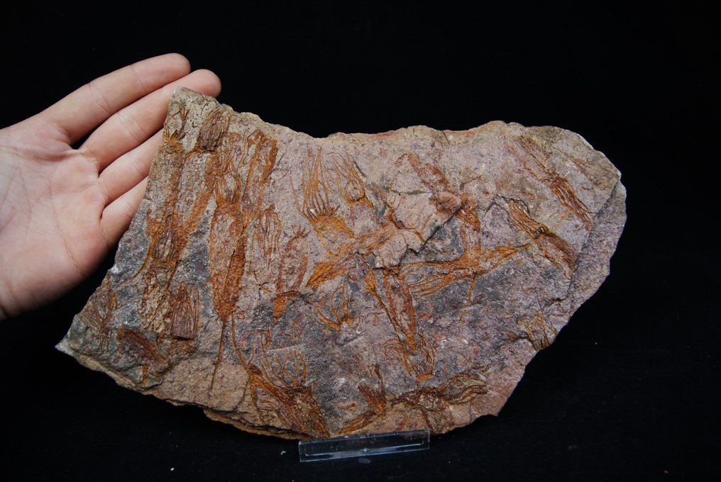 Raro Eocrinoides enorme placa - Planta fosilizada - Eocrinoides  (Sin Precio de Reserva) #1.1