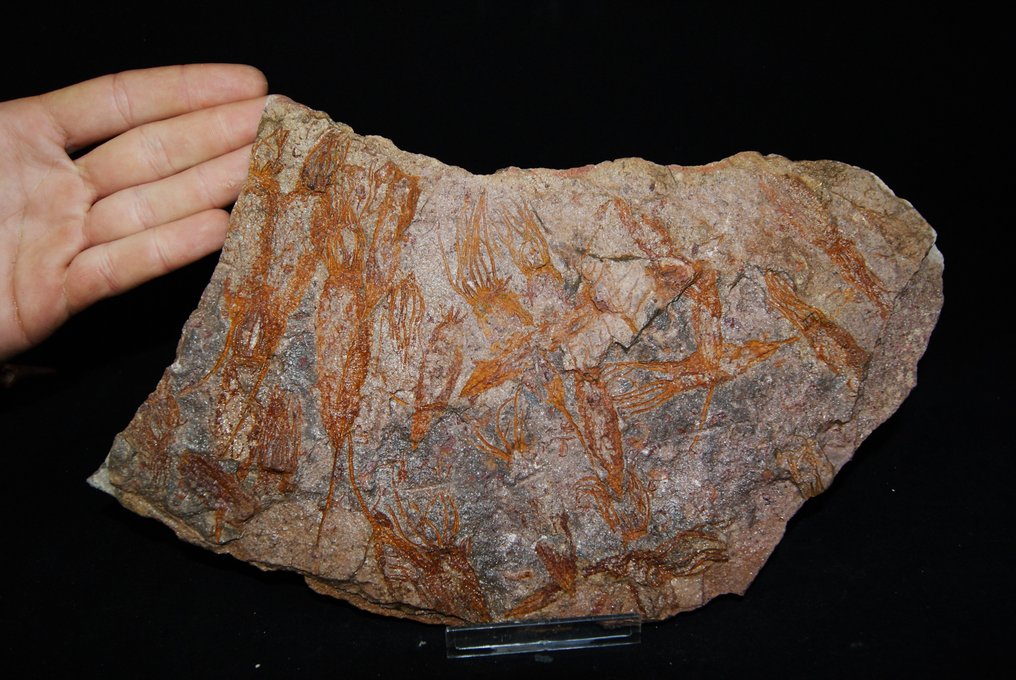 Raro Eocrinoides enorme placa - Planta fosilizada - Eocrinoides  (Sin Precio de Reserva) #3.1