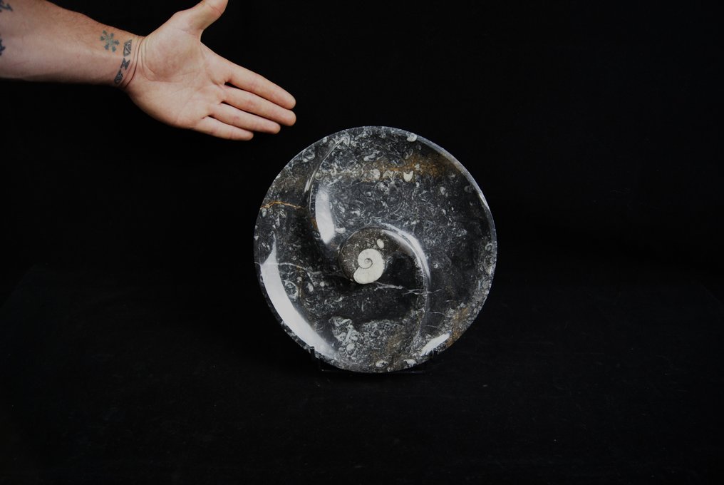 Goniatites lemez - Fosszilis töredék - 25 cm - 25 cm #2.1