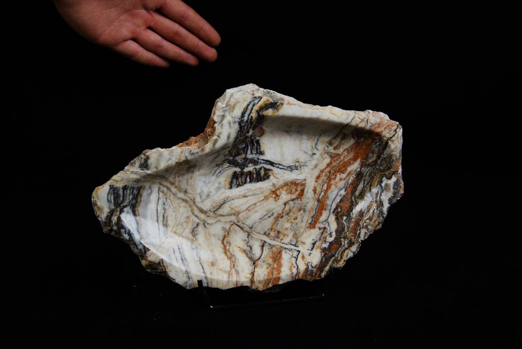 fossil bolle - Fossilt fragment - 29 cm #3.1