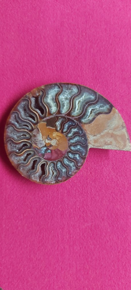 Conch Skjell - Nautilus fossile #2.1
