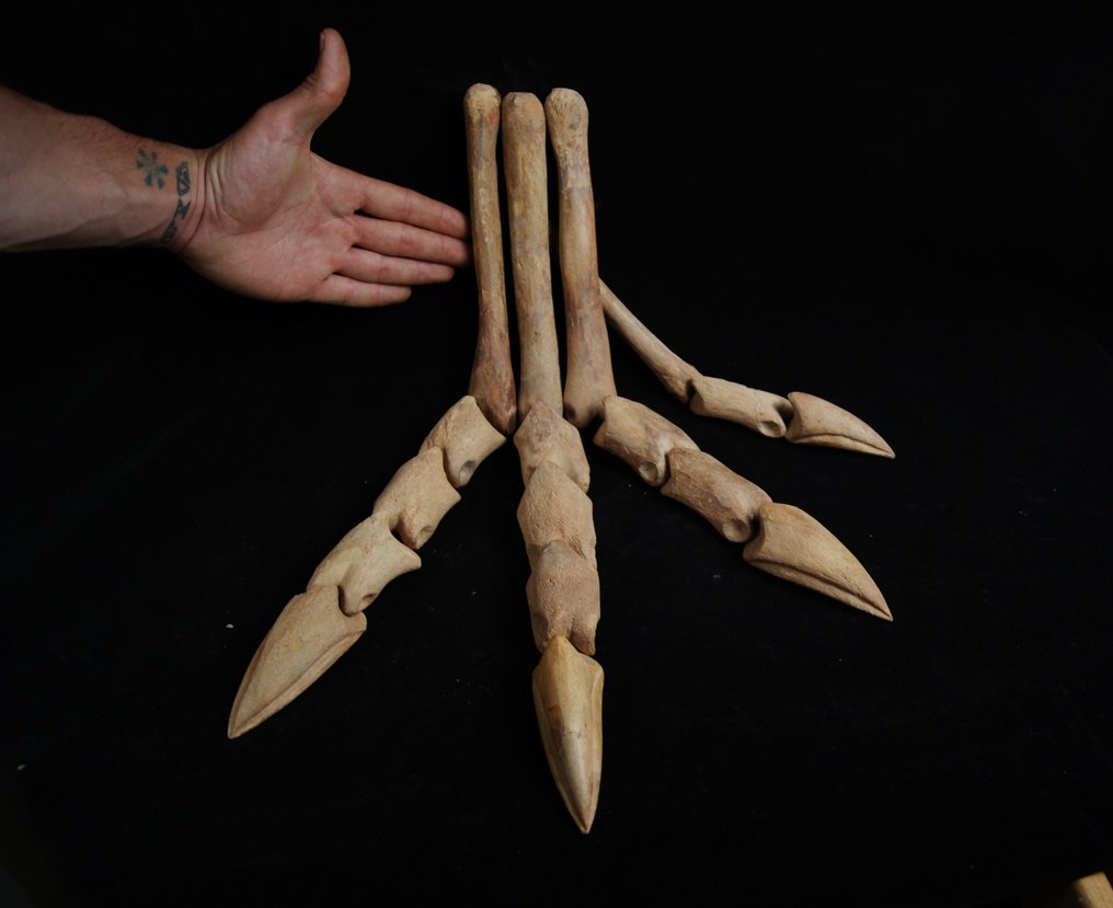 Spinosaur fuld fod - Forstenet klo - Spinosaurus aegyptiacus - 53 cm #1.1