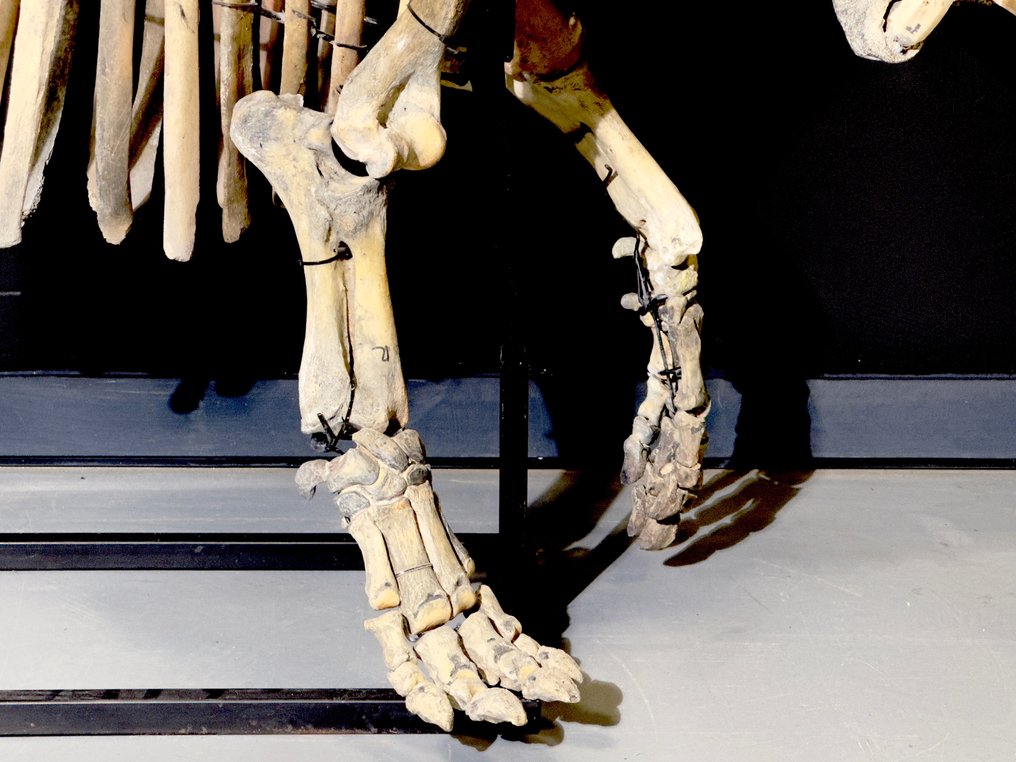 Nijlpaard - Fossiel skelet - Hippopotamus lemerlei - 171 cm - 91 cm #3.1