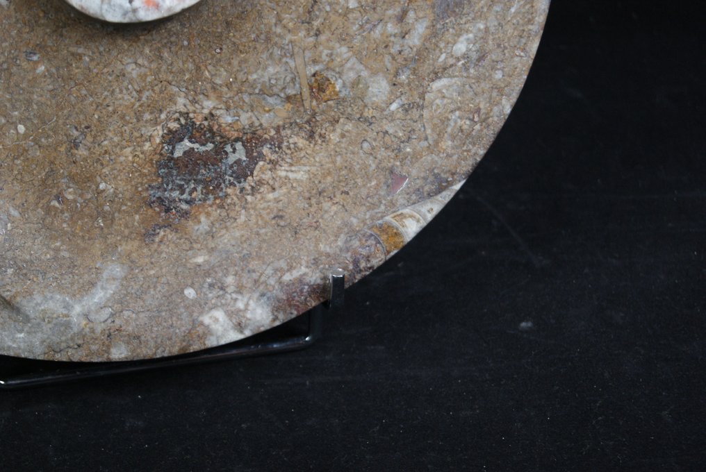 Goniatittplate - Fossilt fragment - 30 cm - 30 cm #3.2