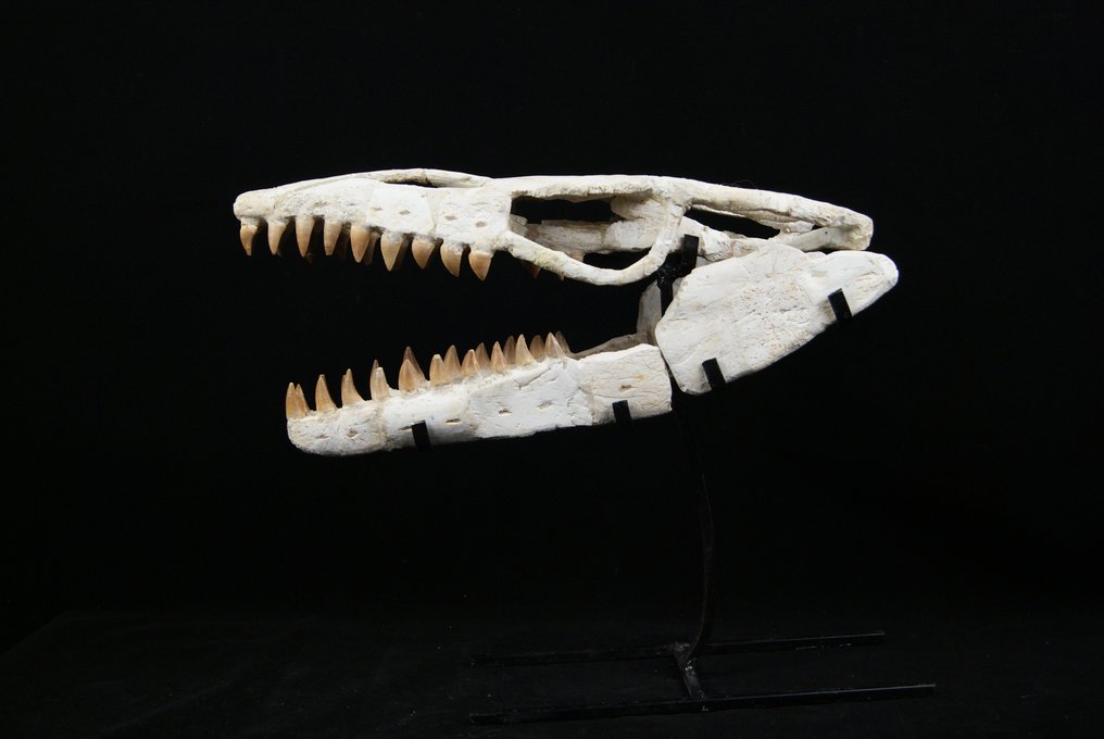 Ogromna czaszka mozazaura Anceps - Skamieniała czaszka - Mosasaurus Anceps - 43 cm #3.1