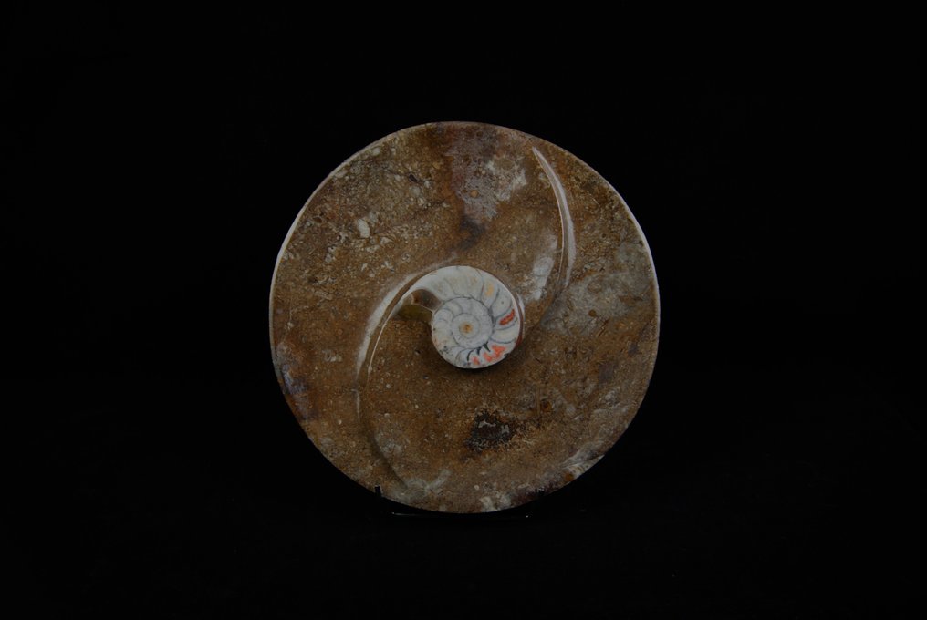 Goniatitterplade - Fossilt fragment - 30 cm - 30 cm #2.1