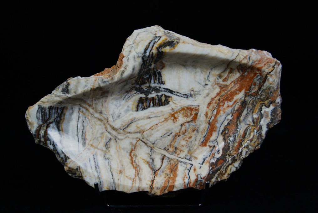skamieniała miska - Fragment skamieniałości - 29 cm #2.2