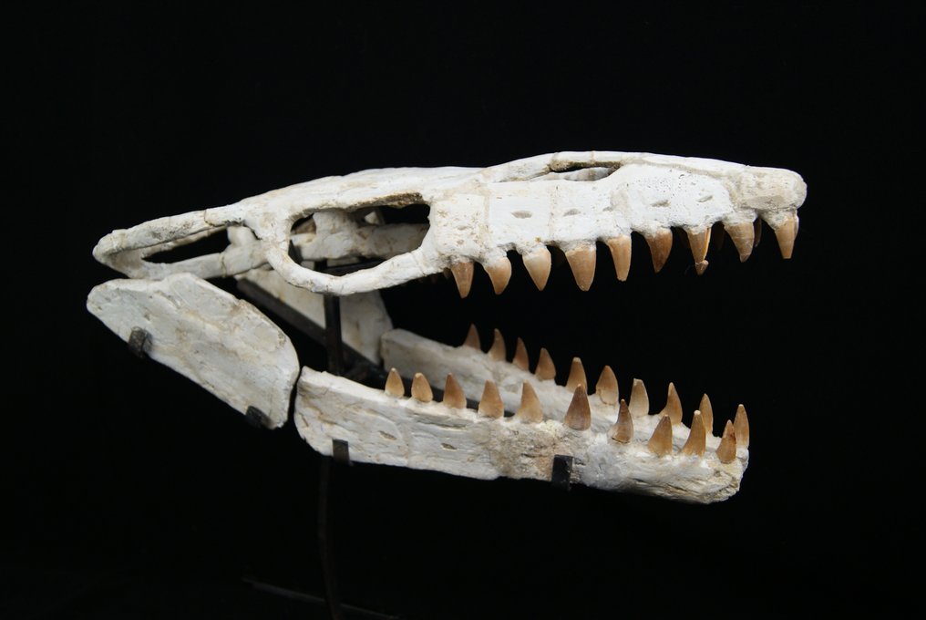 Ogromna czaszka mozazaura Anceps - Skamieniała czaszka - Mosasaurus Anceps - 43 cm #2.1
