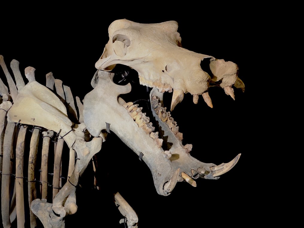 Hipopotam - Skamieniały szkielet - Hippopotamus lemerlei - 171 cm - 91 cm #2.1