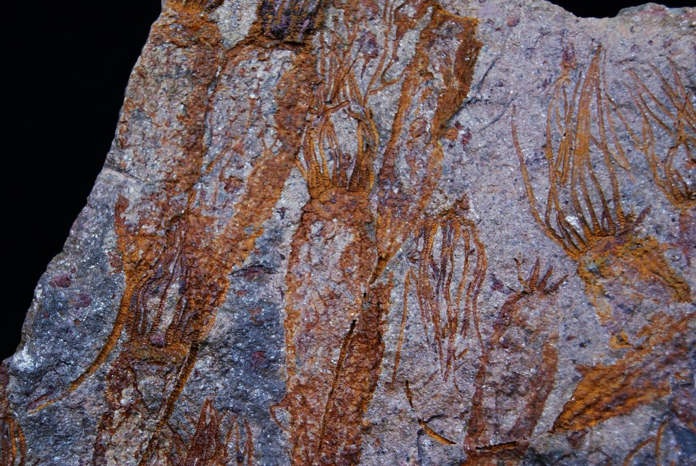 Raro Eocrinoides enorme placa - Planta fosilizada - Eocrinoides  (Sin Precio de Reserva) #3.2
