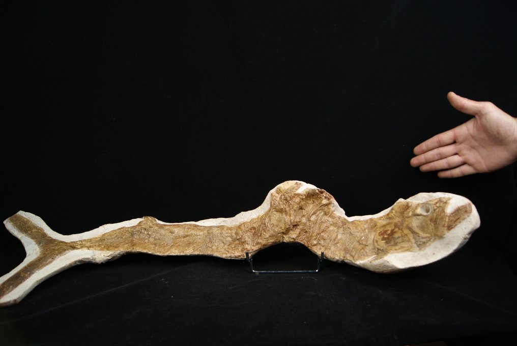 Kæmpe fisk på mere end 85 cm komplet - Fossilt skelet - 85 cm #1.1