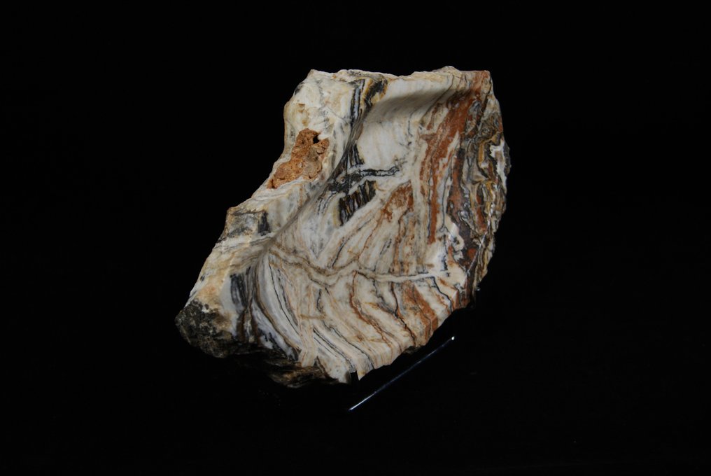 απολιθωμένο μπολ - Απολιθωμένα τμήματα - 29 cm #3.2