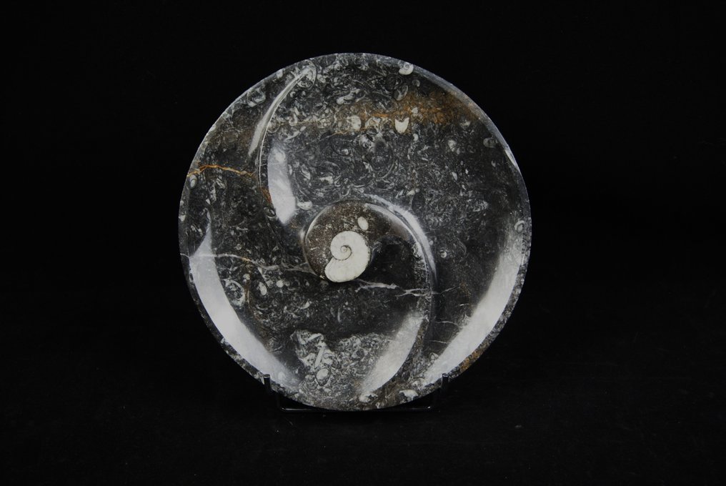 Goniatitterplade - Fossilt fragment - 25 cm - 25 cm #2.2